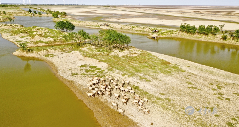 大丰黄海湿地滩涂上栖息着一群野生麋鹿