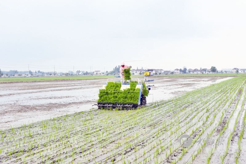 插秧机在栽插水稻秧苗